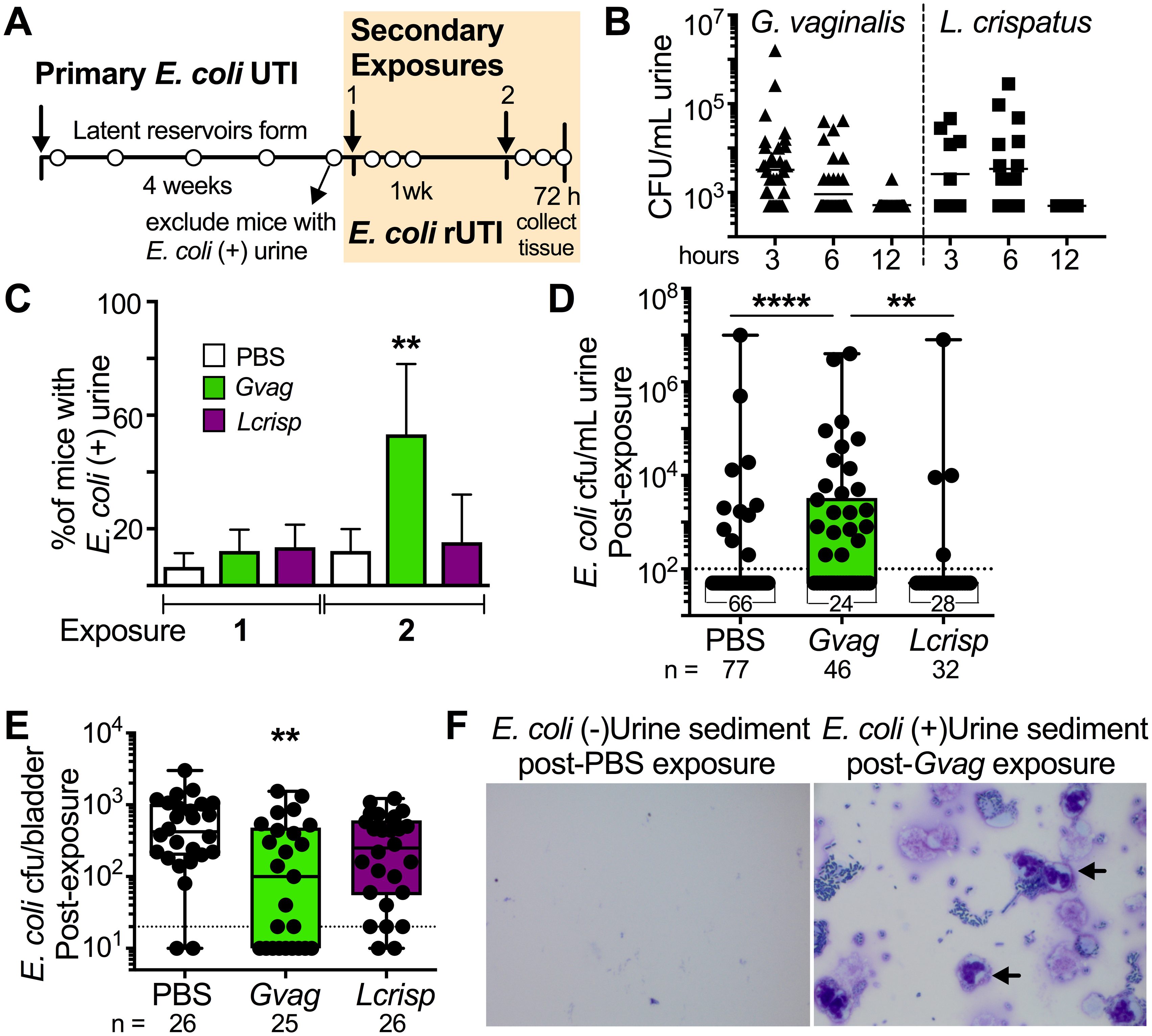 Plos Pathogens Transient Microbiota Exposures Activate Dormant Escherichia Coli Infection In The Bladder And Drive Severe Outcomes Of Recurrent Disease