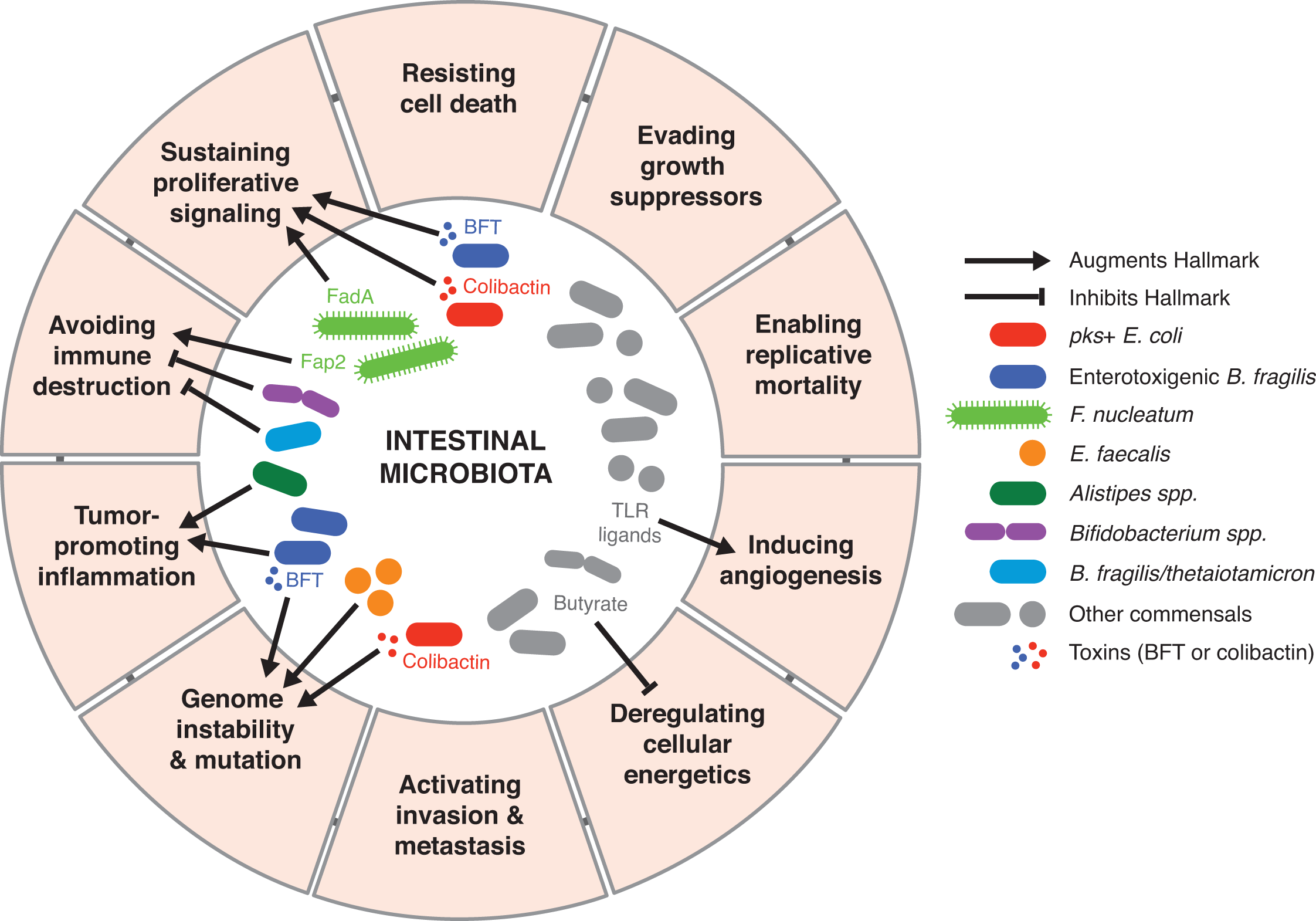 Plos Pathogens The Microbiome And The Hallmarks Of Cancer